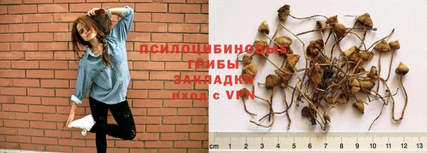 прущие грибы Каменск-Шахтинский